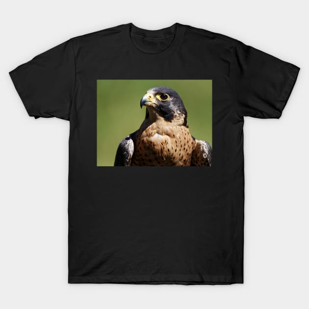 Peregrine Falcon T-Shirt by SHWILDLIFE